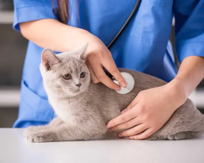 VETERINÁRIA - ANA LUIZA