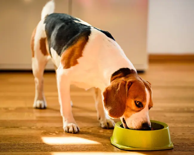 PET SHOP -LETICIA DA SILVA