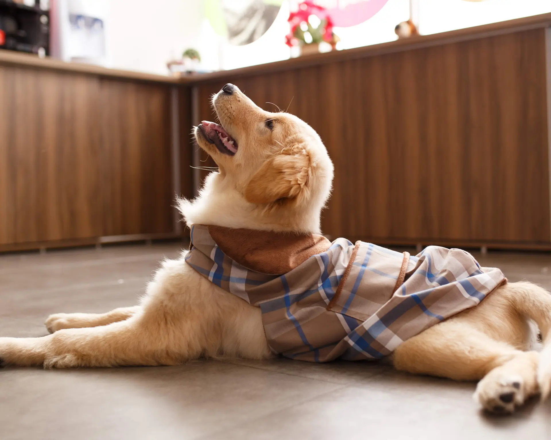 PET SHOP - LOVERS PET 