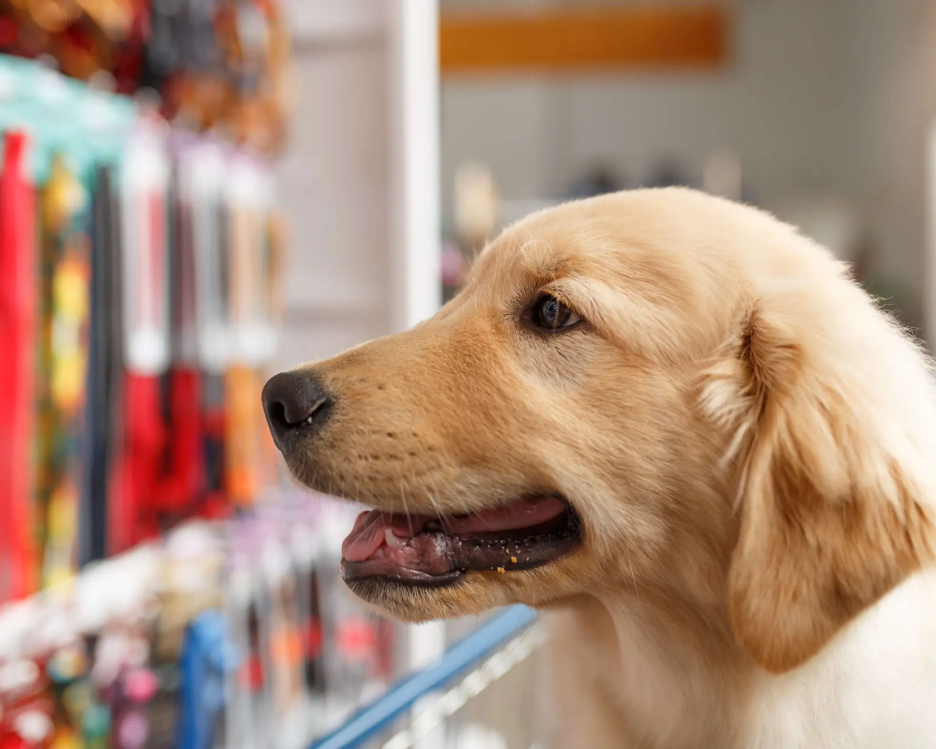 PET SHOP - DONPET 