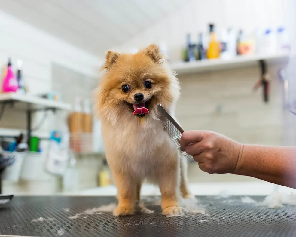PET SHOP - RENOVAÇÃO ESTÉTICA ANIMAL