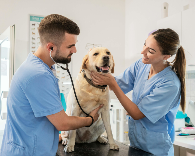 VETERINÁRIA - ANA LUIZA