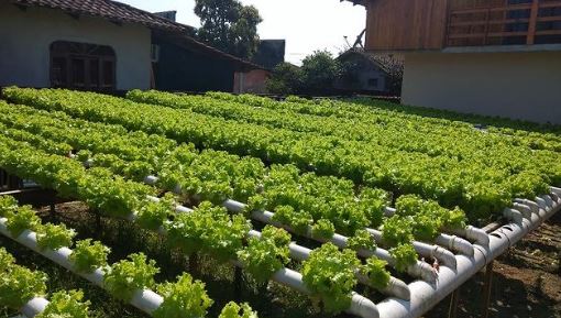 HIDROPONIA KOVALESKI - foto 5