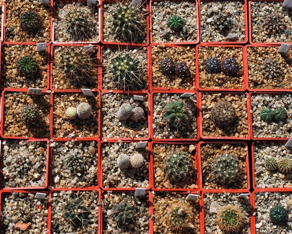GARAGE DAS PLANTAS