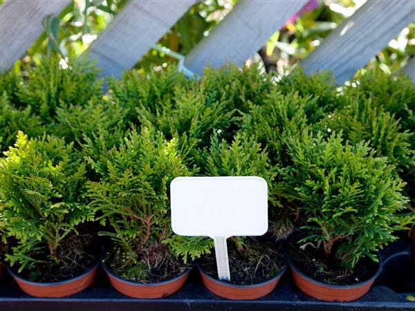 PLANTAS MONDINI - foto 4