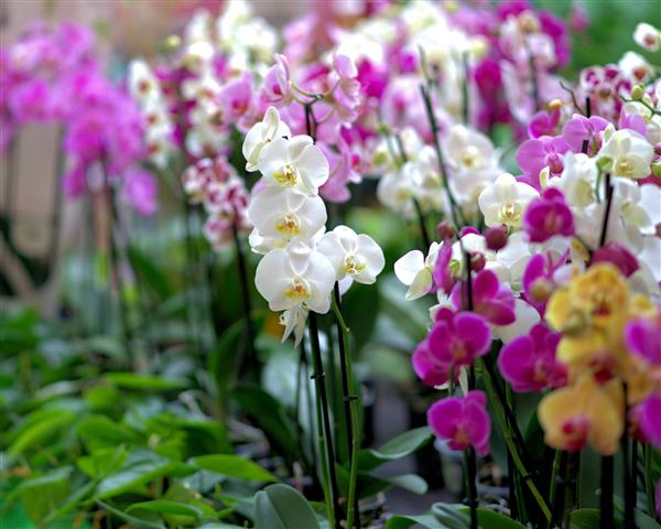 CRIANDO MEMÓRIAS FLORICULTURA - foto 3
