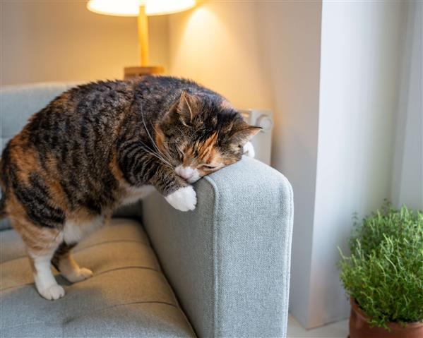 ADOTE UM GATO RESGATADO - foto 1