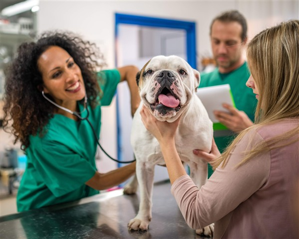 AC SERVIÇOS VETERINÁRIOS - foto 1