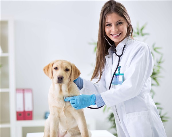 AC SERVIÇOS VETERINÁRIOS - foto 3