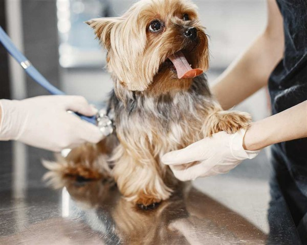 AC SERVIÇOS VETERINÁRIOS - foto 4