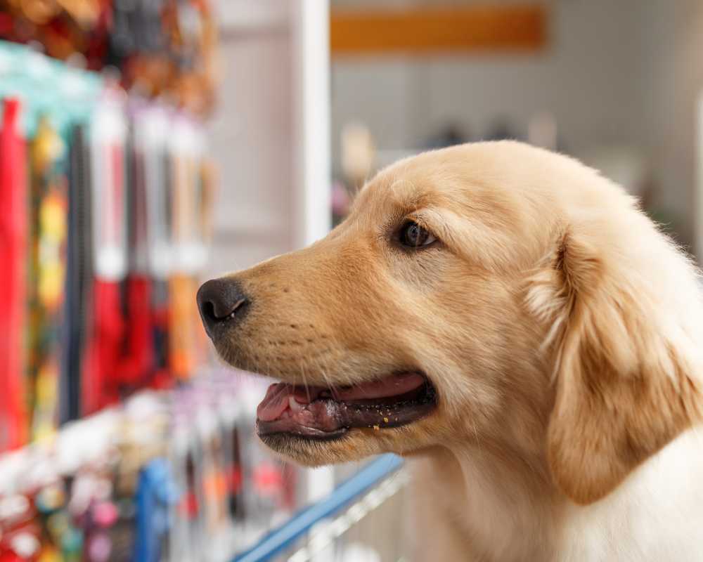 PET SHOP - AMIGO FIEL - foto 1