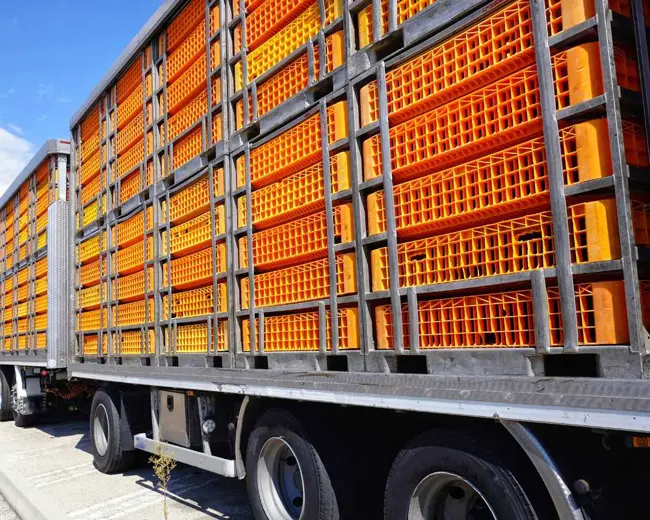 TRANSPORTE - LUIZ CARLOS  - foto 1