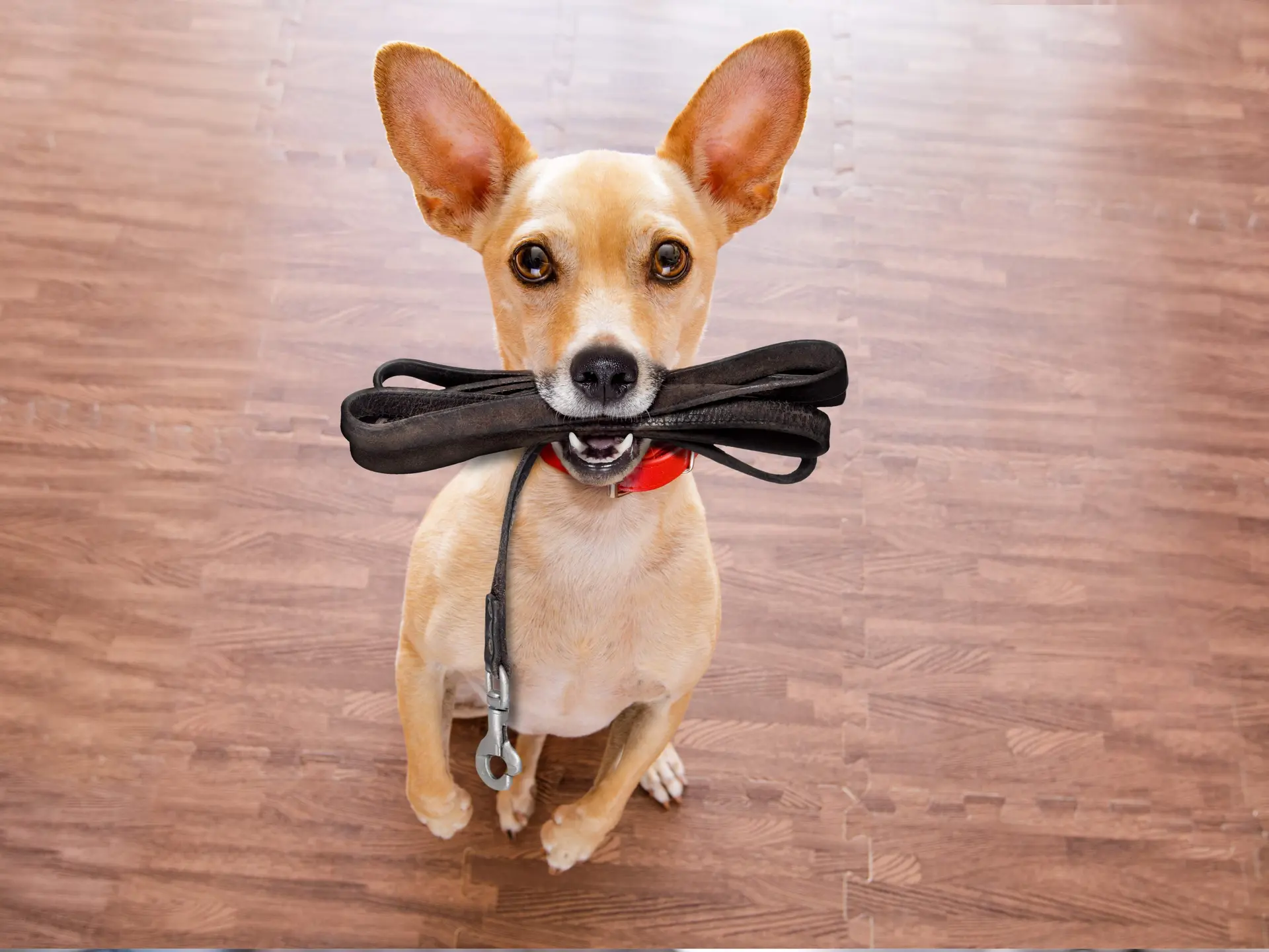 PET SHOP - HAPPY PETZ - foto 2
