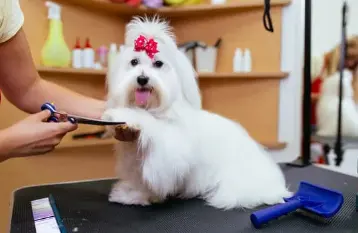 MUNDO PET DELIVERY - foto 1