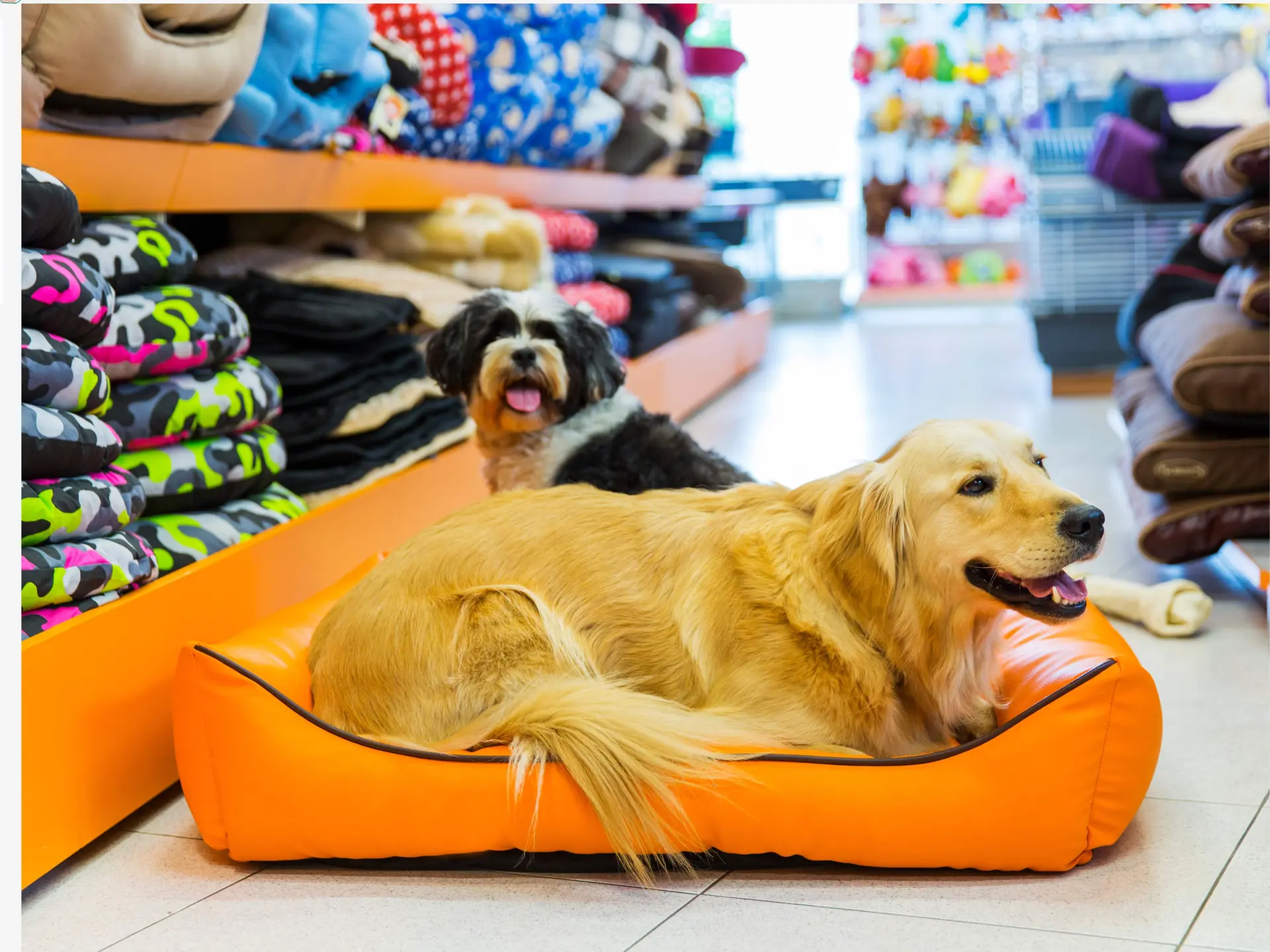 PET SHOP - DAVID ENIO MATTOS - foto 1