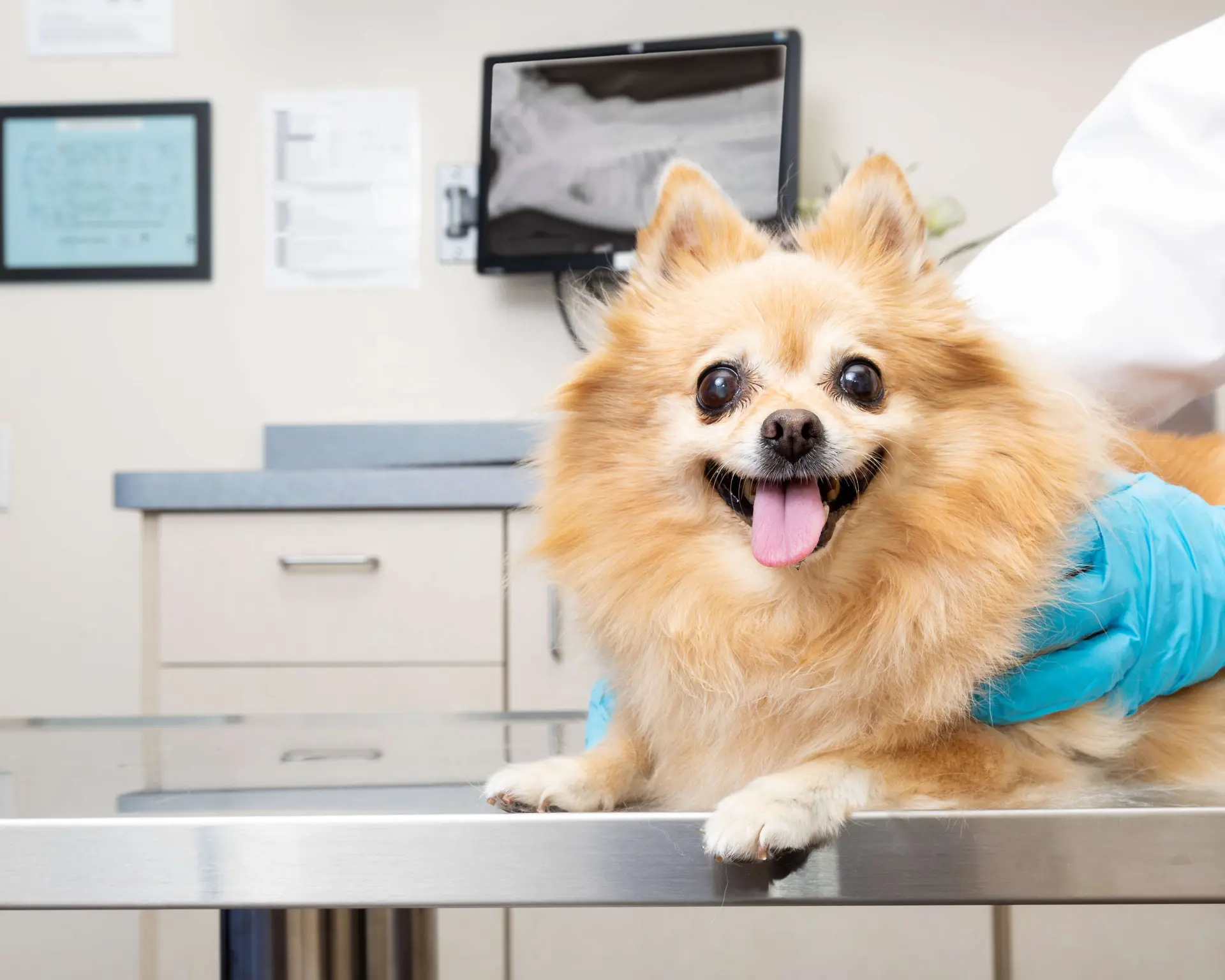 PET SHOP - AMIGO FIEL - foto 4